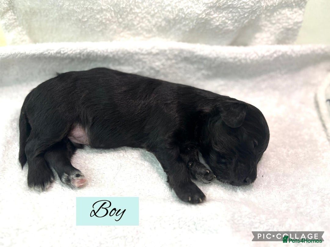 Mixed Breed dogs for sale: Cockapoochi Puppies - Image 10