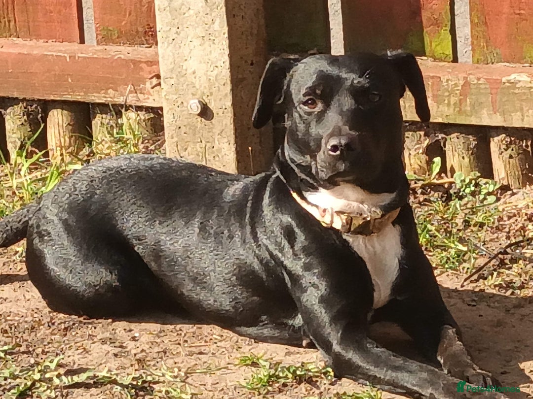 Mixed Breed dogs for sale: Staffy cross female for rehoming  - Image 2