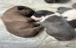 Mixed Breed dogs for sale: American bull staff puppies  - Image 4
