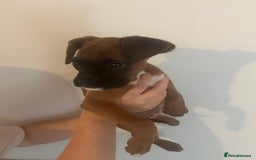 Boxer dogs for sale: Stunning KC reg female boxer with free insurance - Image 3