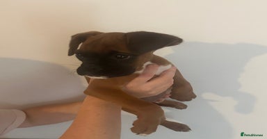 Boxer dogs - Advert 16
