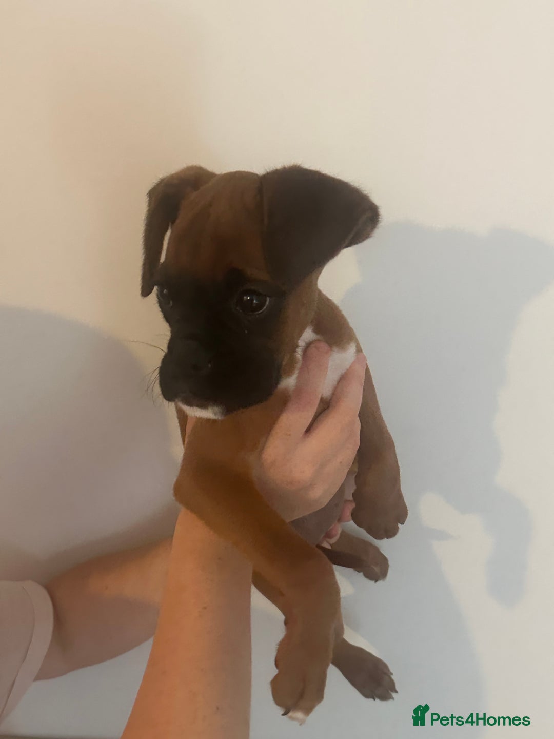 Boxer dogs for sale: Stunning KC reg female boxer with free insurance - Image 3