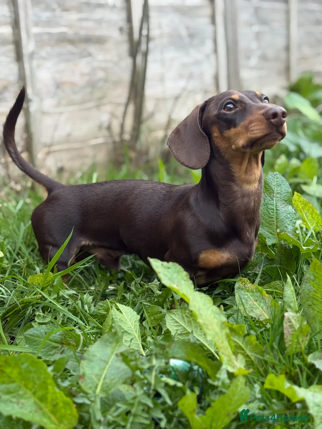 Miniature Dachshund dogs for stud: Miniature Dachshund Stud Available in Coalville - Advert 3
