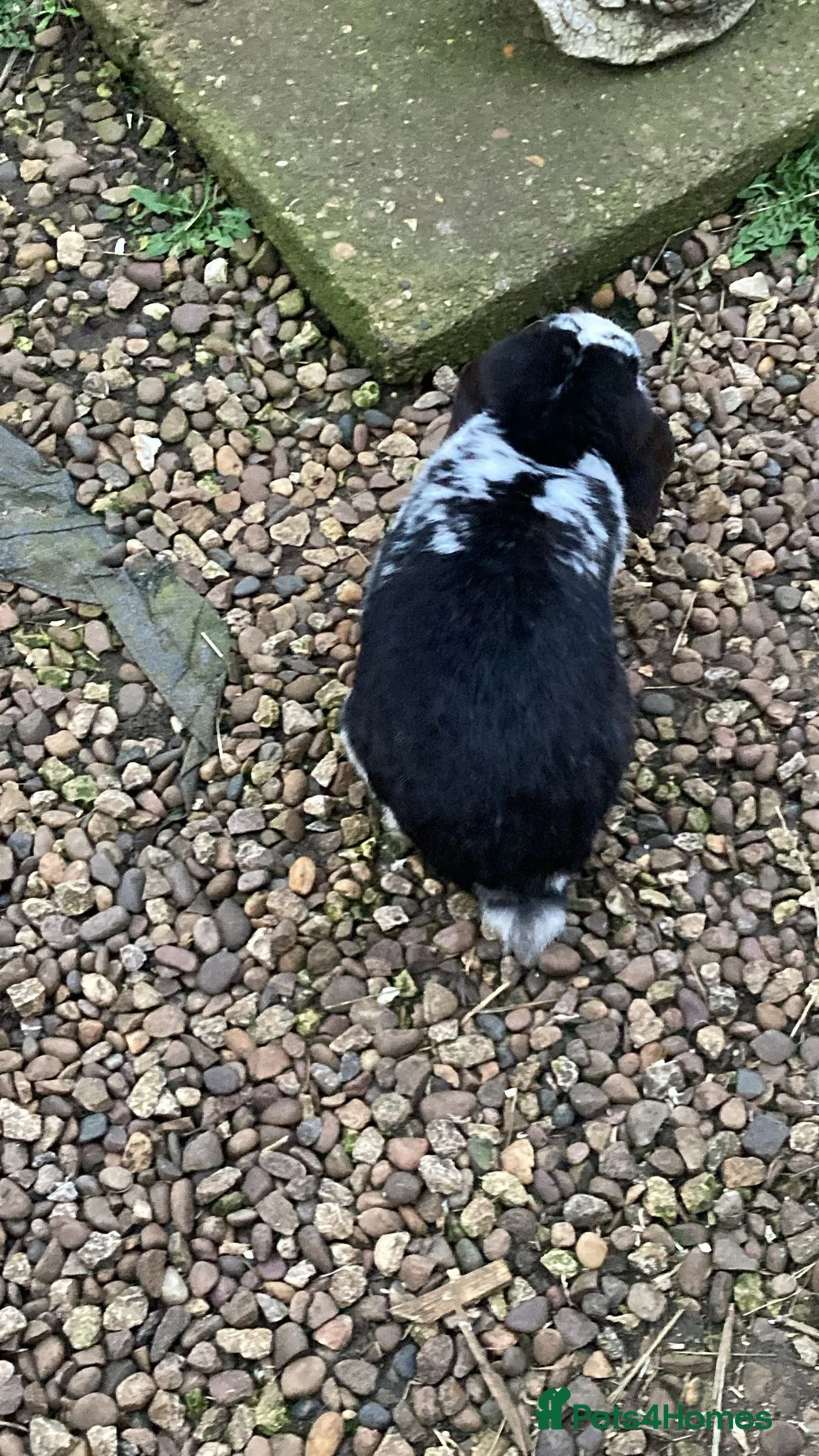 Mixed Breed rabbits for sale: Mixed breed lop - Advert 2