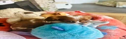 Cavalier King Charles Spaniel dogs for sale: 6 SWEET LITTLE BEAUTIES 2 boys 4 girls  - Advert 15