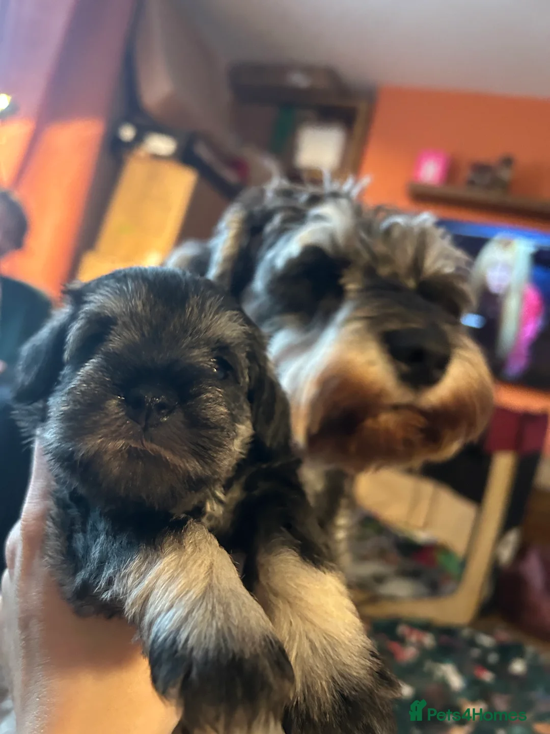 Miniature Schnauzer dogs for sale: Pedigree Miniature Schnauzers in Nottingham - Advert 16