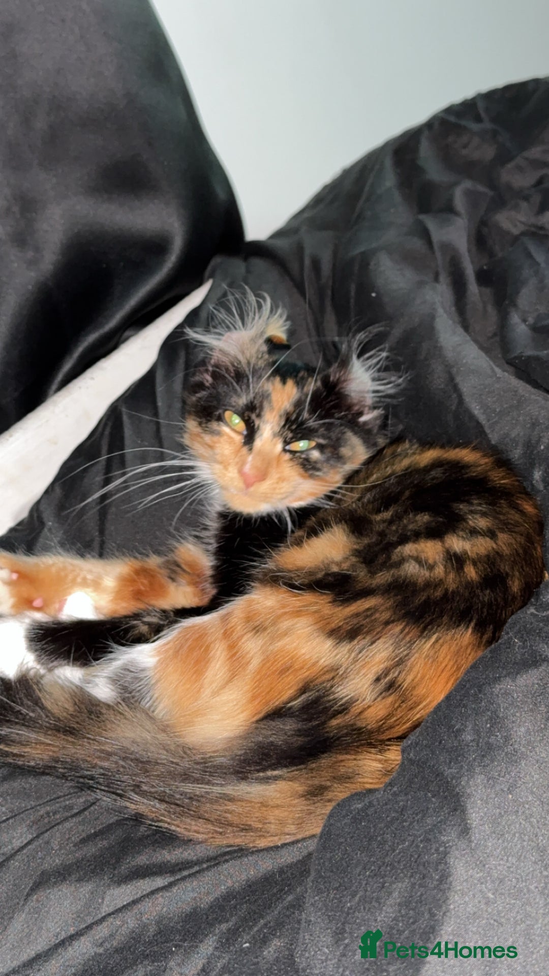 Domestic Shorthair cats for sale: Coco needs a loving home, asap!! - Advert 3