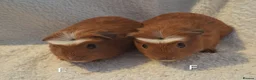 Guinea Pig rodents for sale: Beautiful Baby guineas ready now ♥️ - Advert 15
