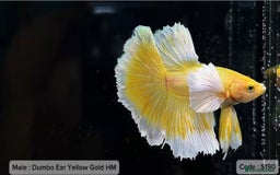 Bettas fish for sale: Rambo yellow gold HM  - Image 1
