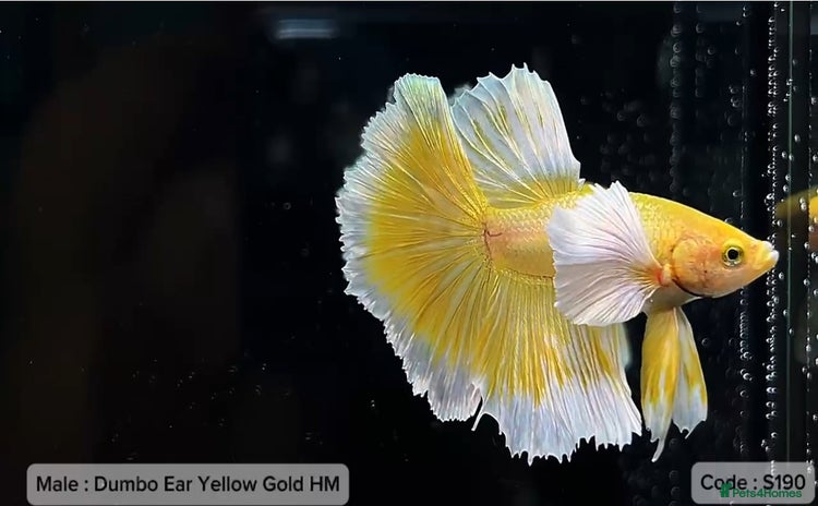 Bettas fish - Advert 4