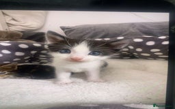 British Longhair cats for sale: 4 kittens  - Image 1