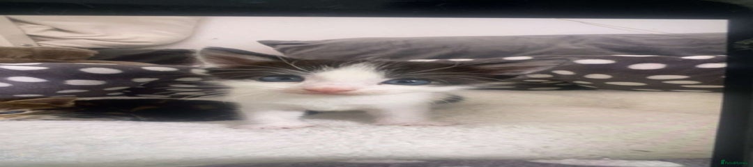 British Longhair Kitten 2