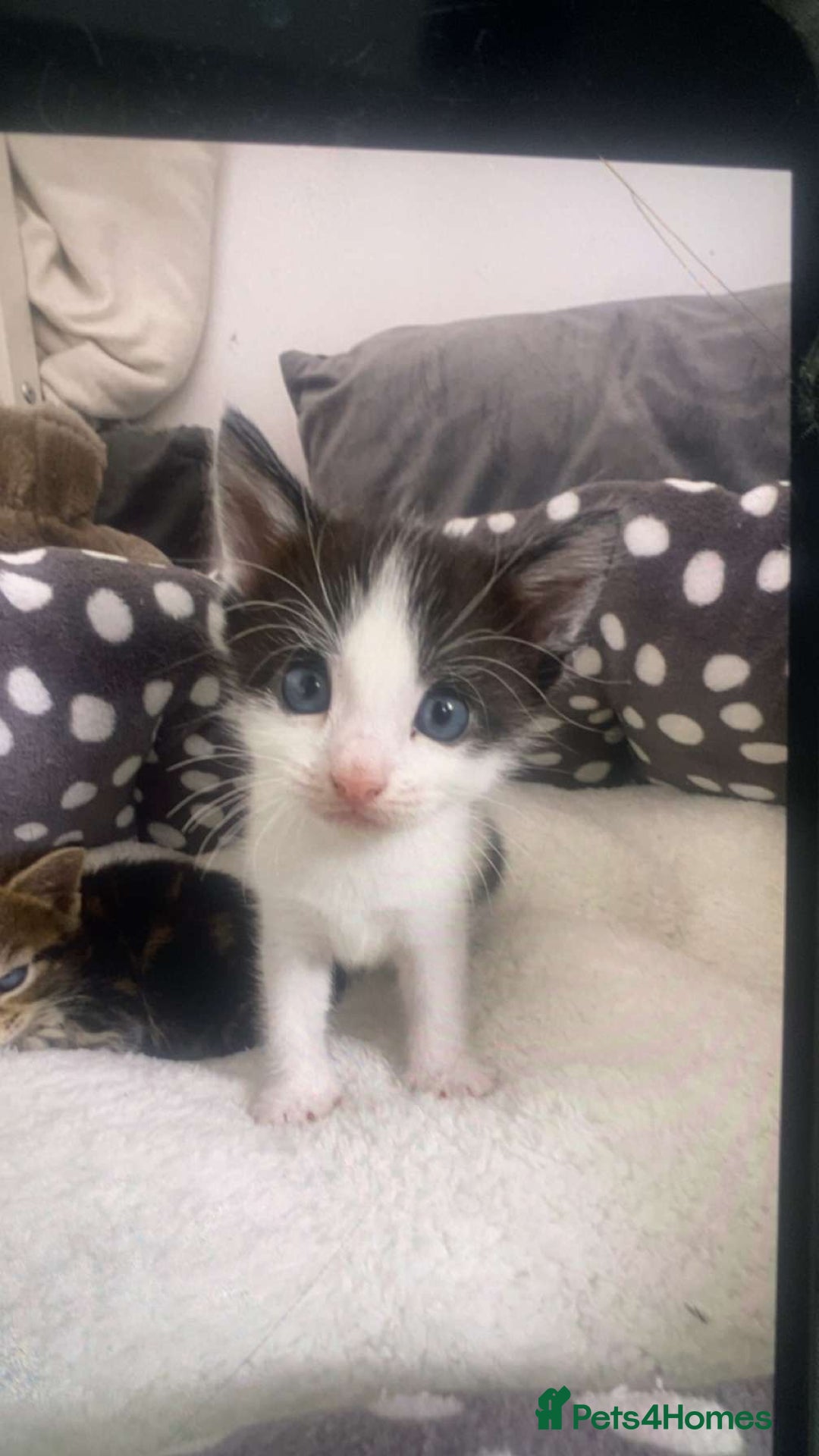 British Longhair cats for sale: 4 kittens  - Image 1