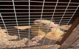 Ferret rodents for sale: Free  - Image 4