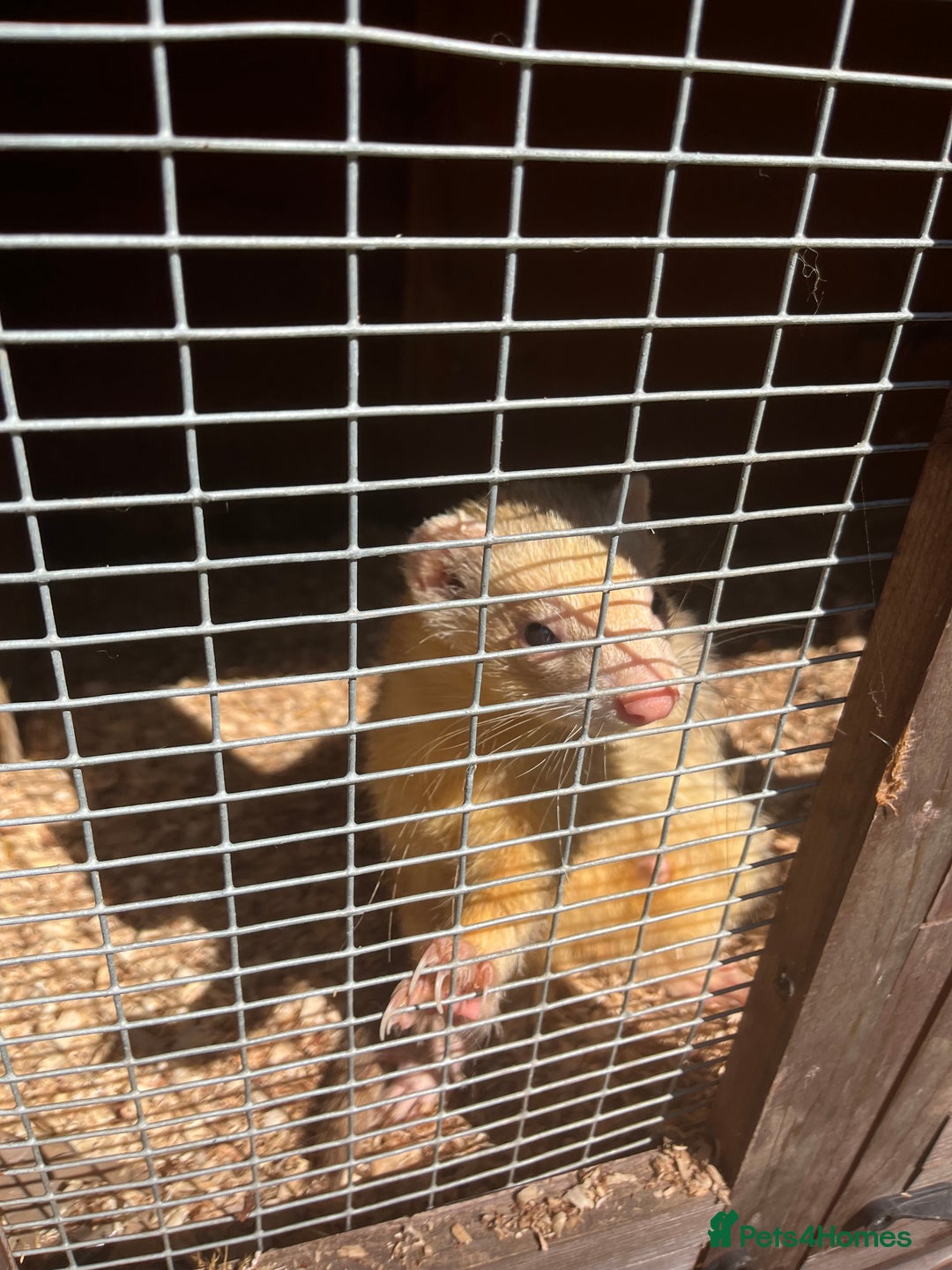Ferret rodents for sale: Free  - Image 4