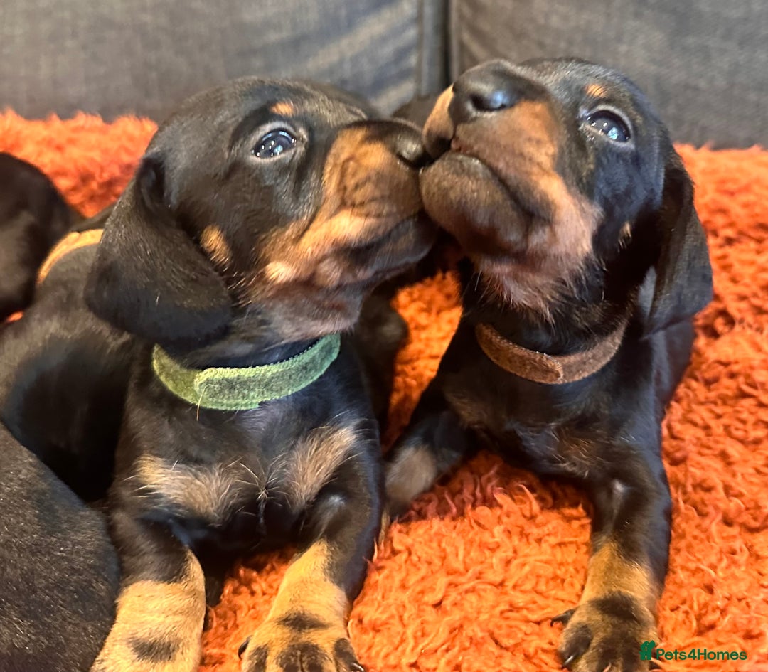 Miniature Dachshund dogs for sale: Miniature daschunds  - Image 11