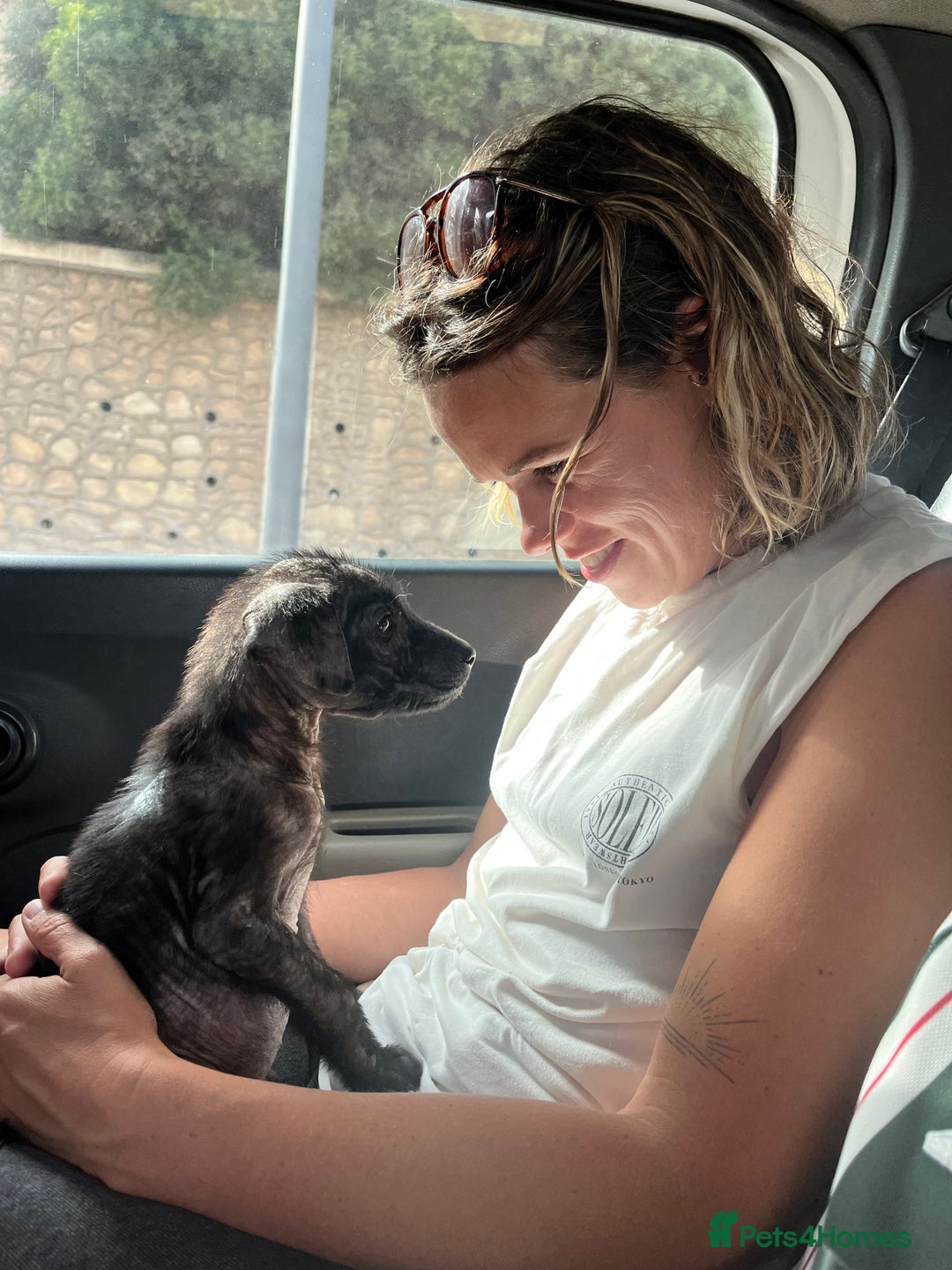 Mixed Breed dogs for sale: Moroccan Puppy  - Image 9
