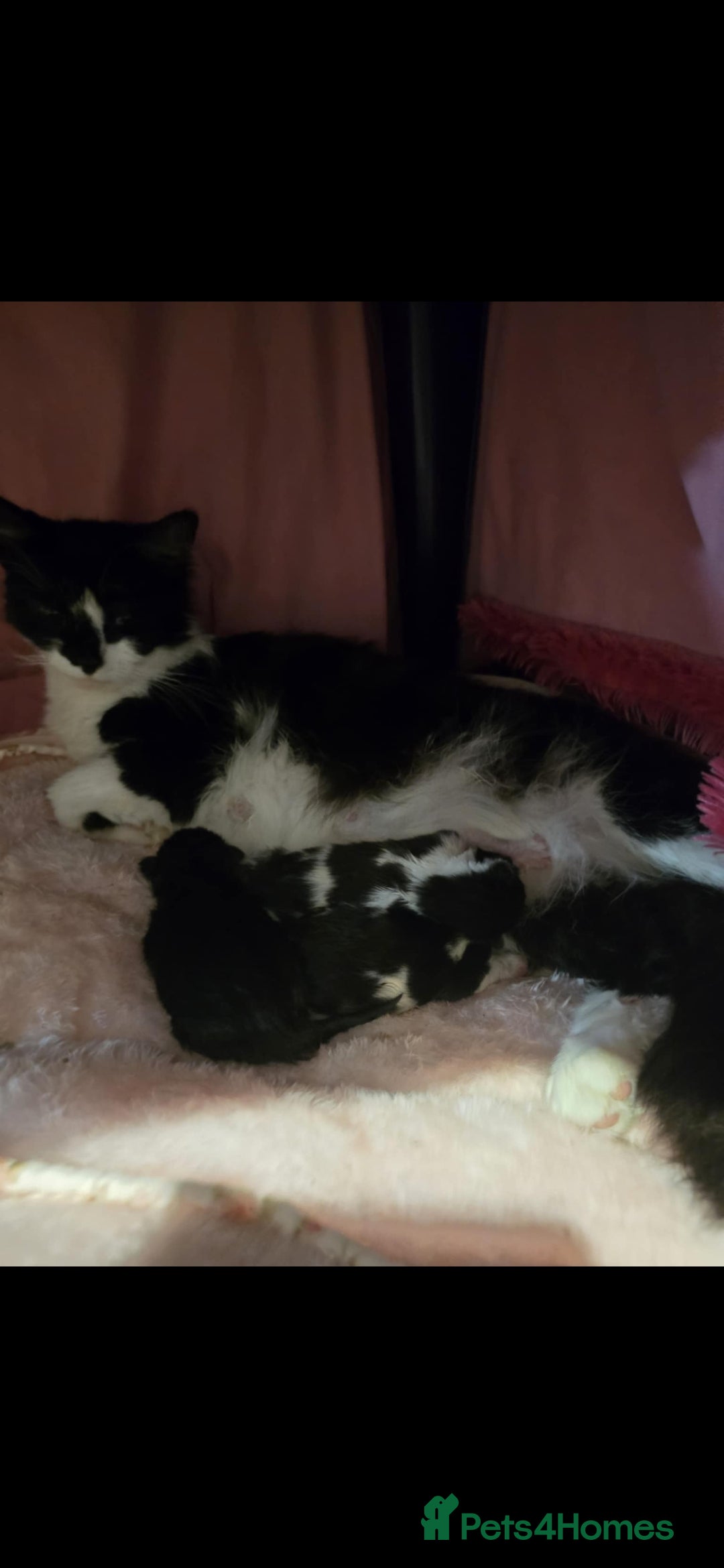 Mixed Breed cats for sale: Beautiful kittens ready to go - Advert 1