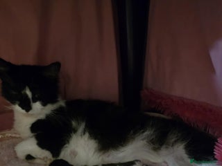 Mixed Breed cats Beautiful kittens ready to go - Advert 1