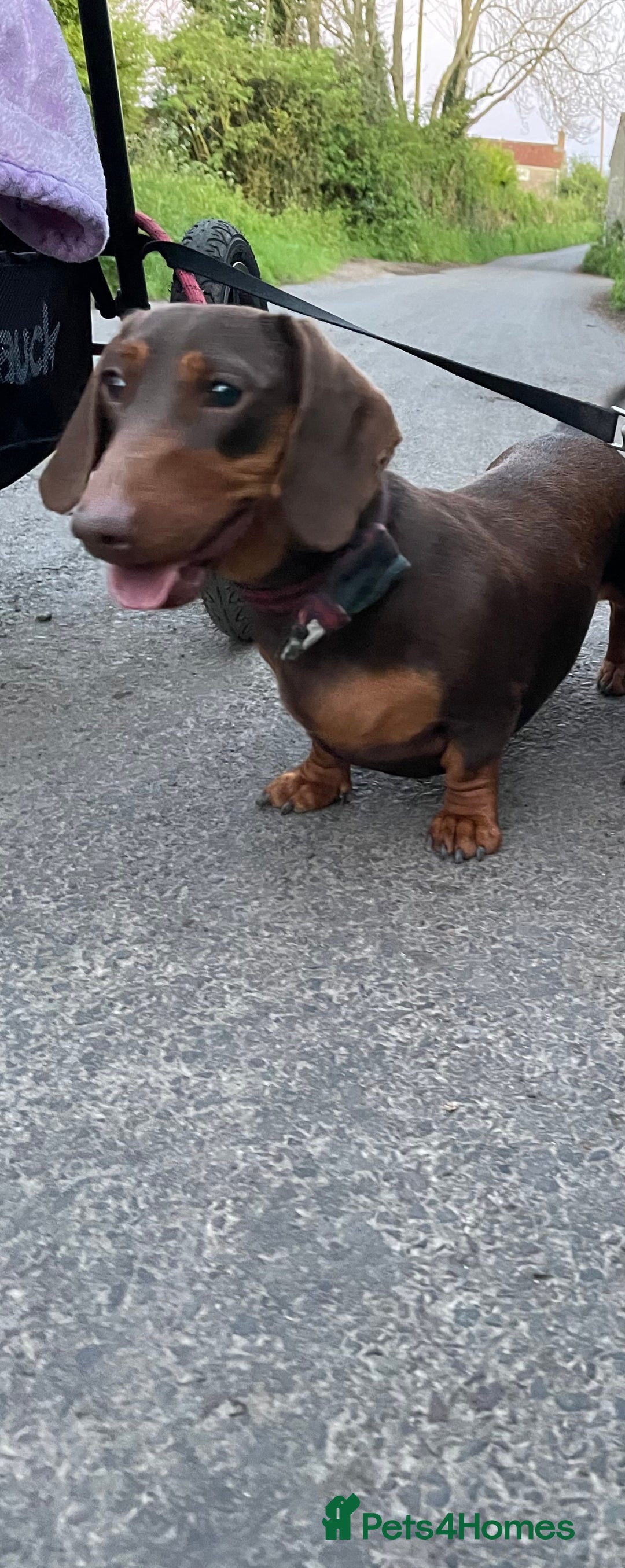 Mixed Breed dogs for sale: Dorkie boy puppy 😍 - Advert 3