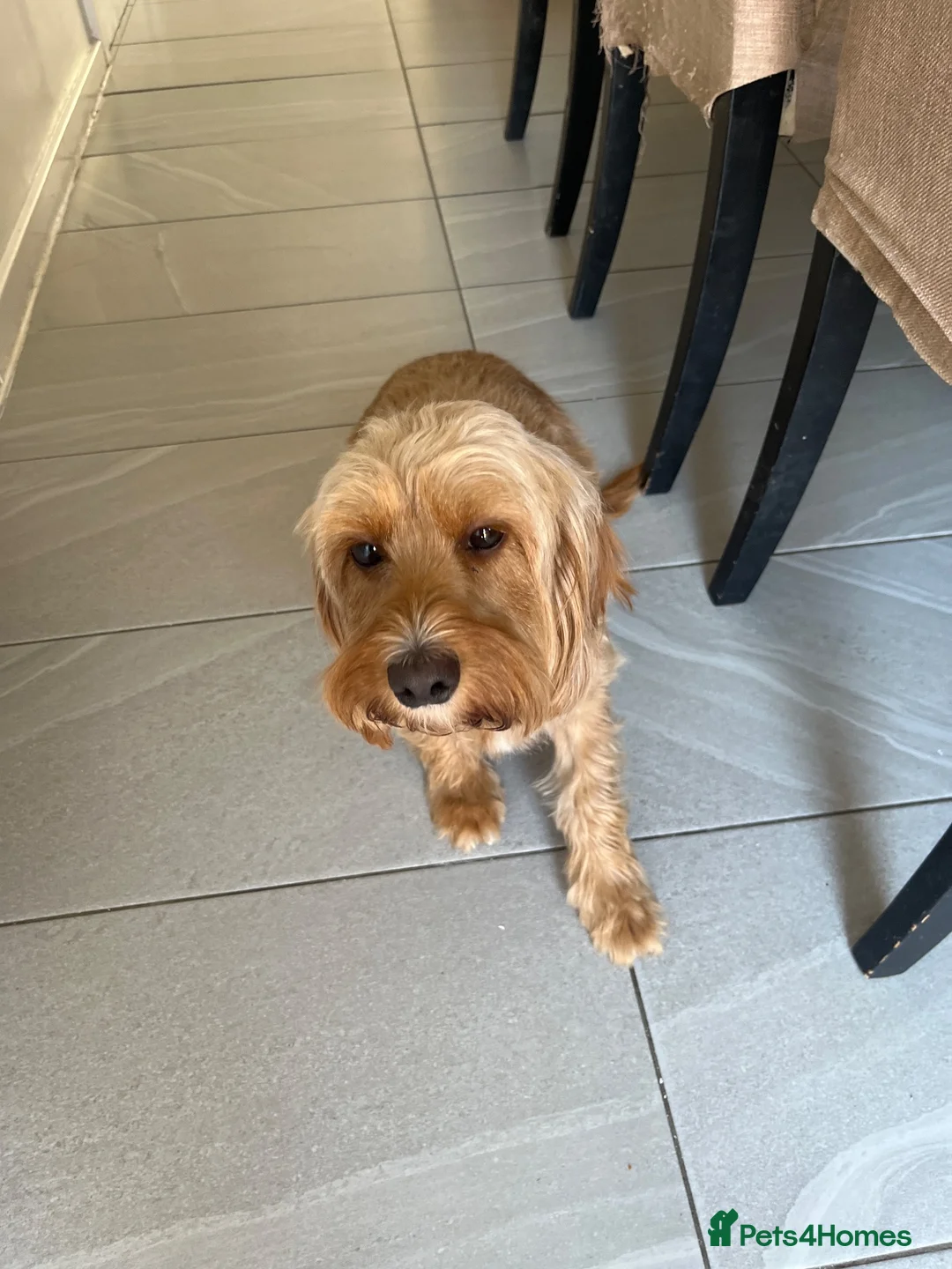 Cockapoo dogs for sale: Beautiful Cockapoo Girl  - Advert 3