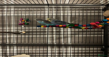 Budgerigars birds - Advert 9