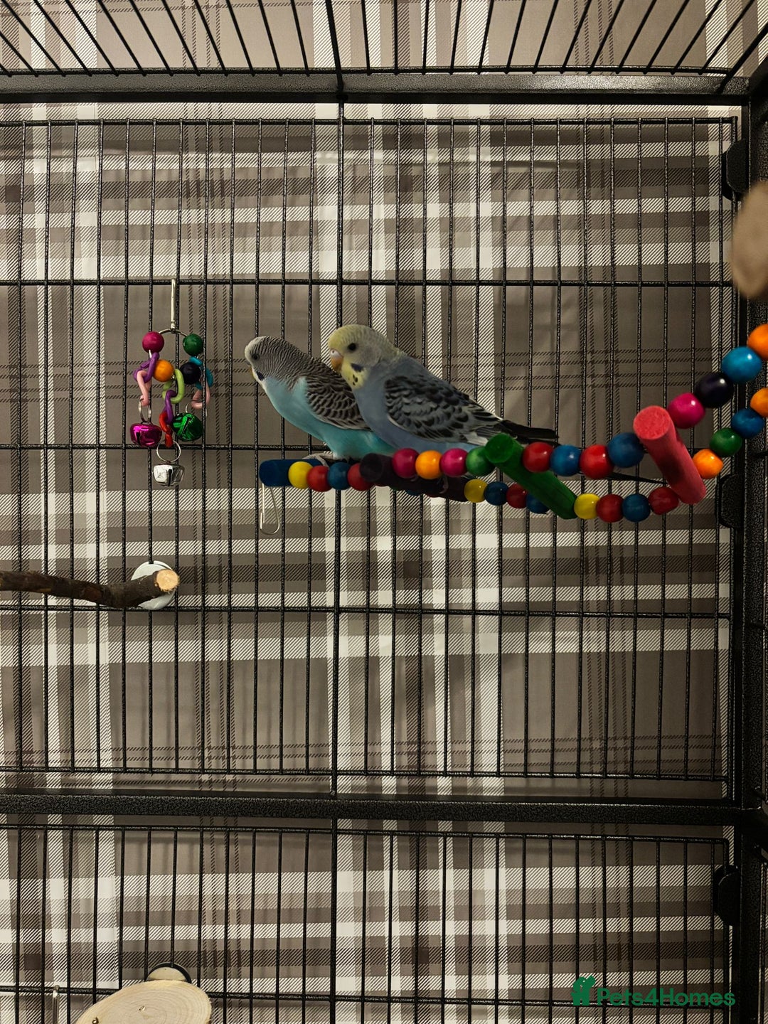 Budgerigars birds for sale: 2 budgies with full set up  - Image 3