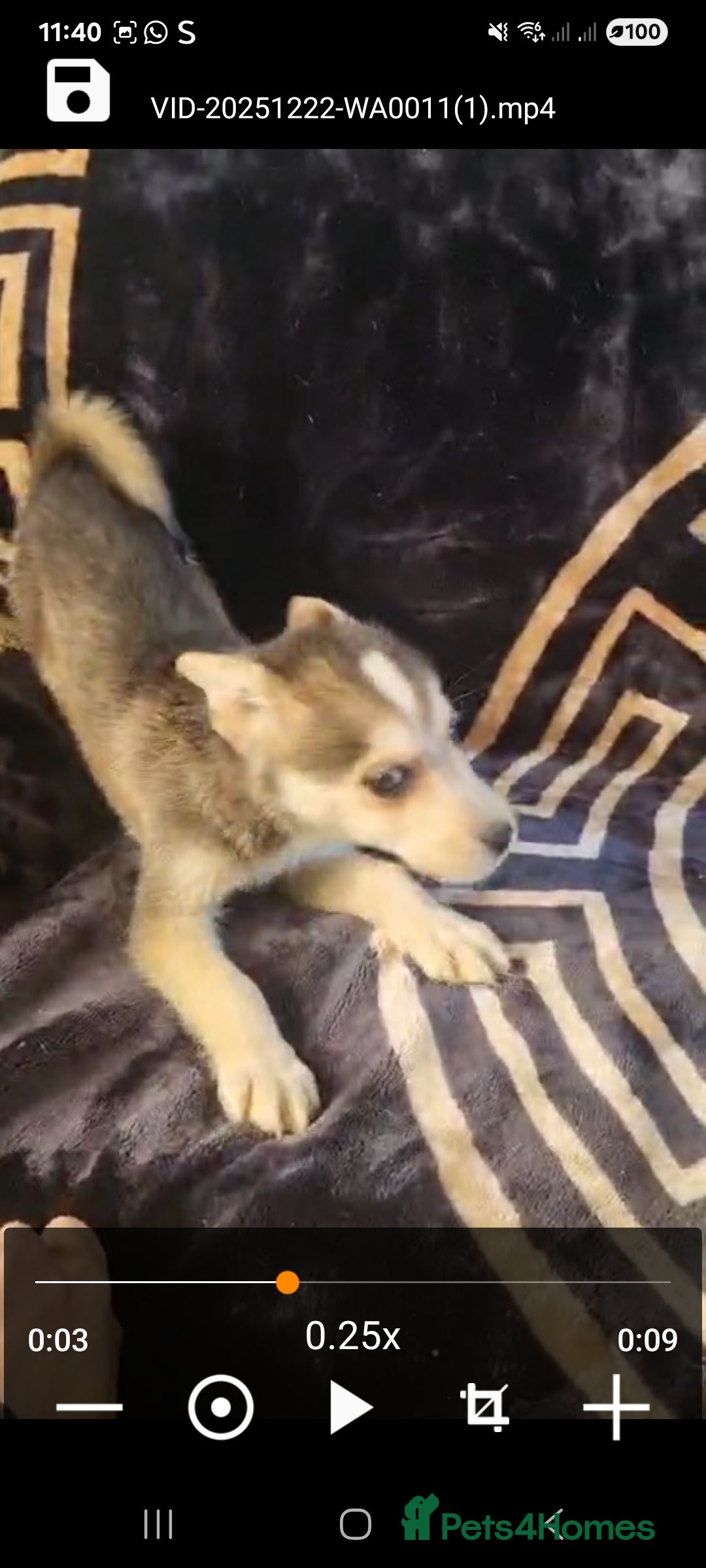 Shepsky dogs for sale: Shepsky puppies  - Advert 7