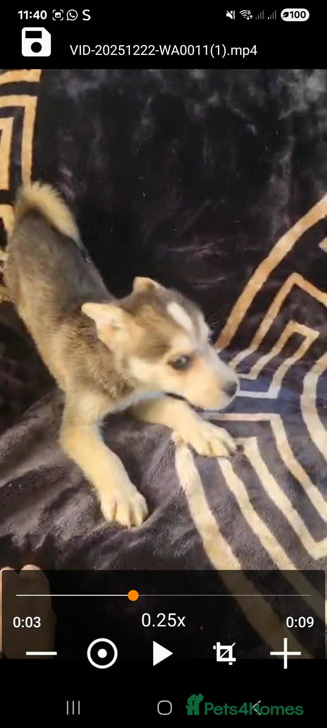 Shepsky dogs for sale: Shepsky puppies  - Advert 7