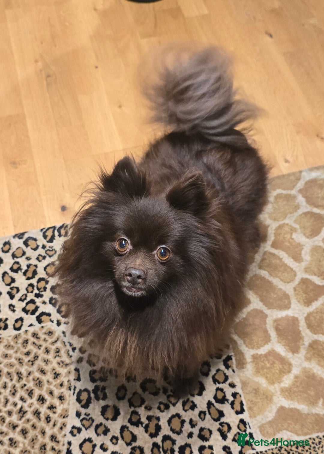 Pomeranian dogs for sale: Stunningly beautiful Pomeranian babies - Advert 20