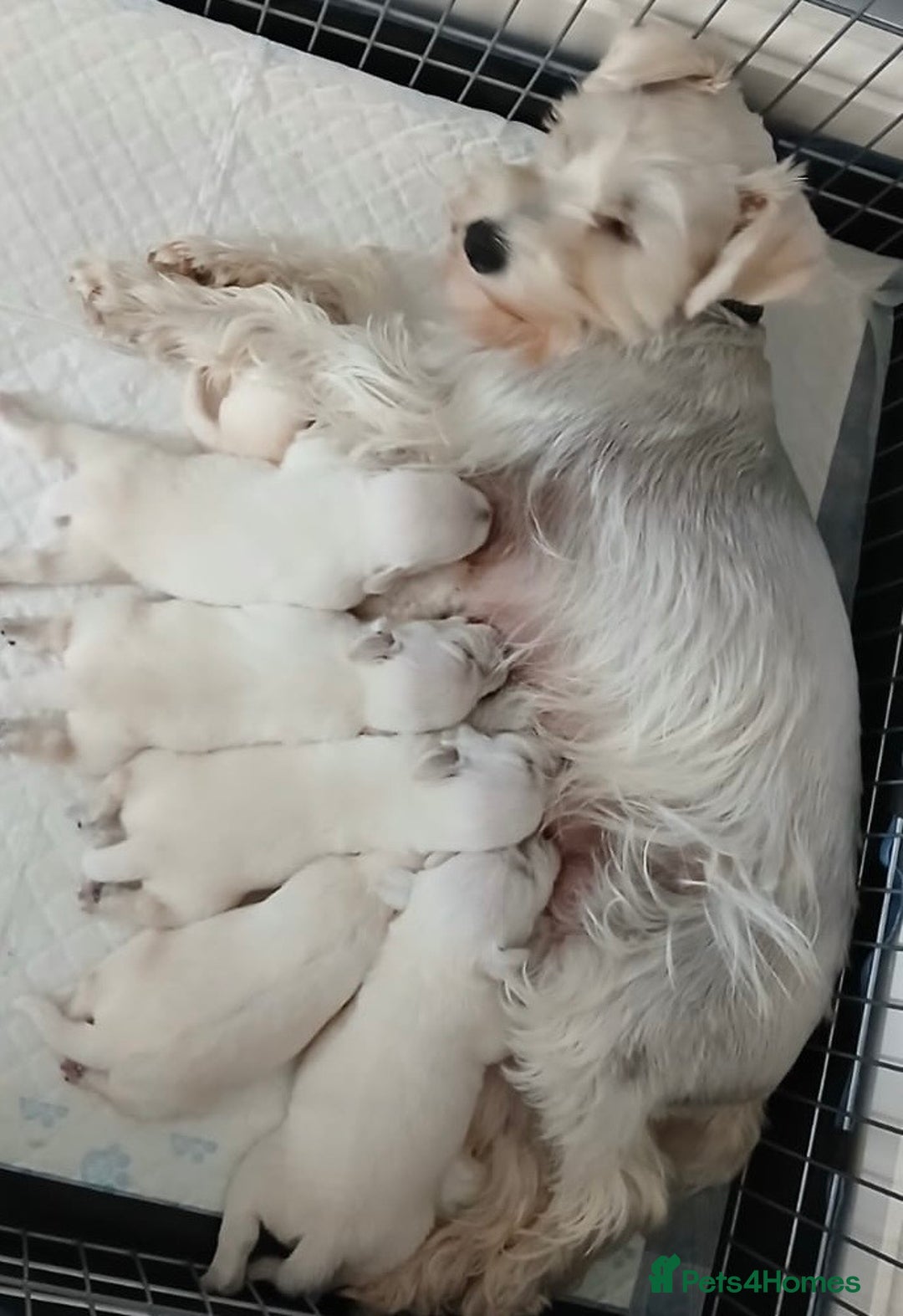 Miniature Schnauzer dogs for stud: *mini white kennel club schnauzer stud**HEALTH * in Upminster - Image 4