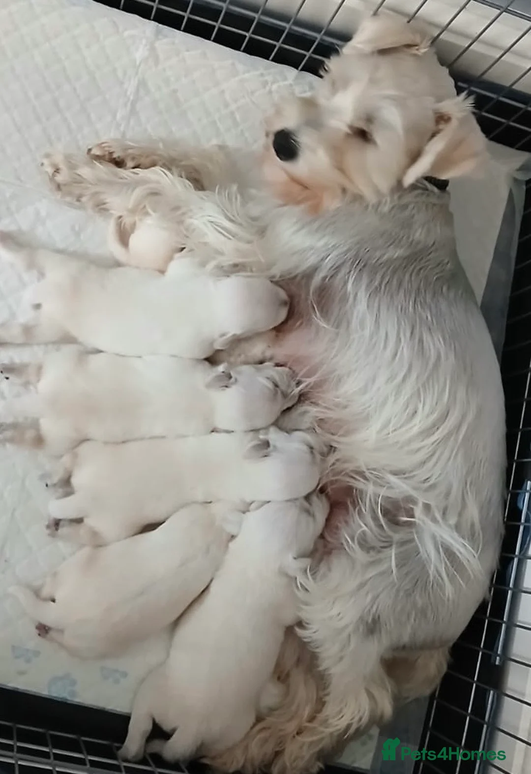 Miniature Schnauzer dogs for stud: *mini white kennel club schnauzer stud**HEALTH * in Upminster - Advert 4