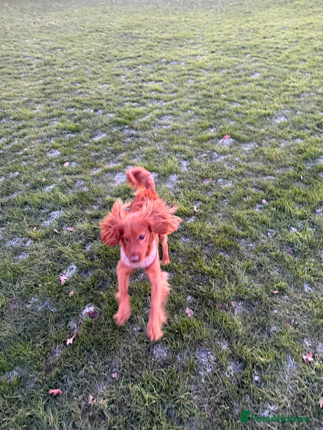 Cavapoo dogs for sale: Cavapoo 1 year old puppy  - Advert 2