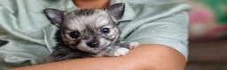 Chihuahua dogs for sale: First jab and health checked Luxury Chihuahua pups - Advert 17