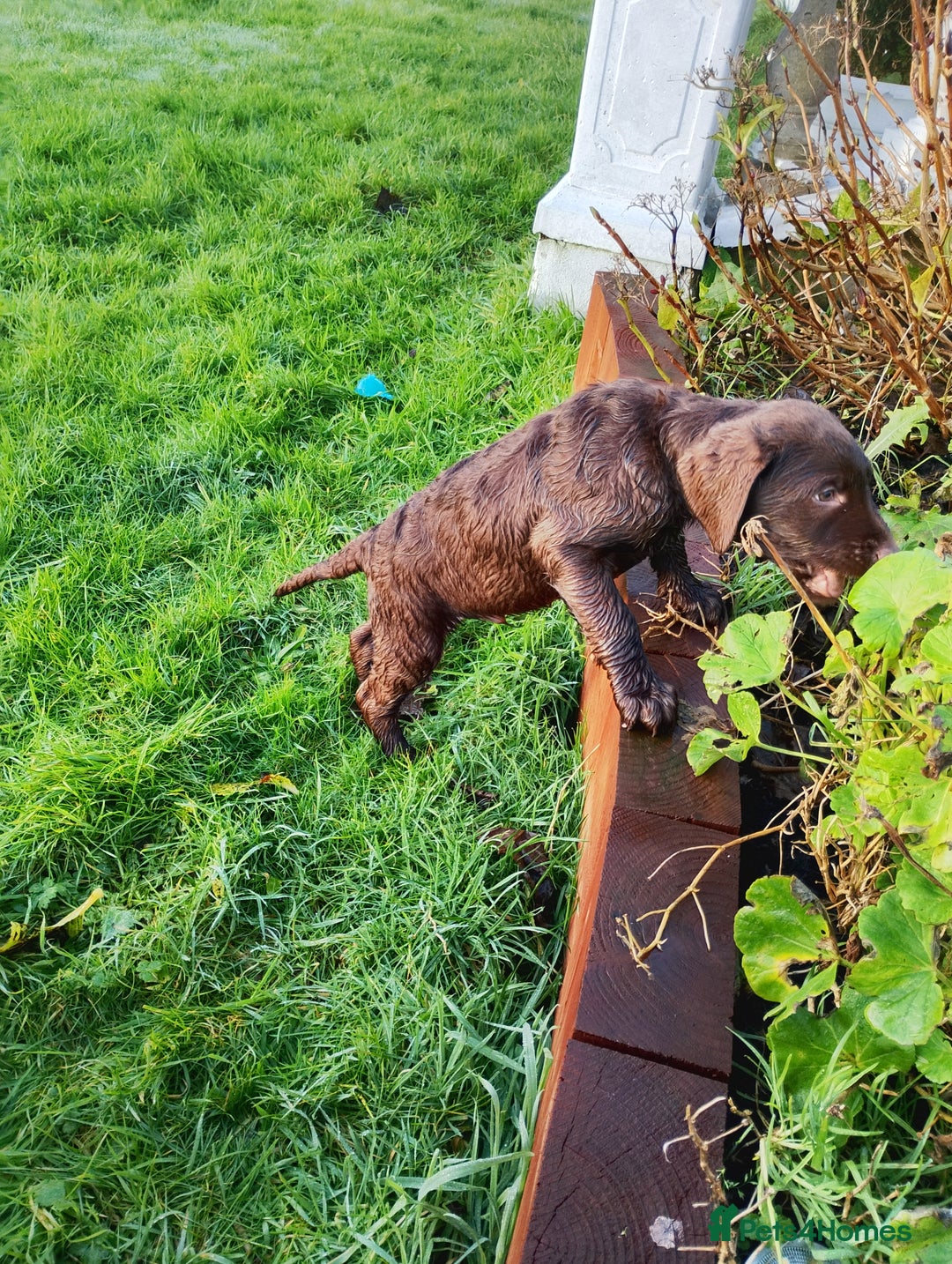 Labradoodle dogs for sale: Labradoodle puppies - Advert 20