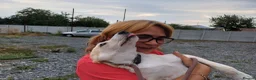 Mixed Breed dogs for adoption: 🌸 ALICE — A GENTLE LITTLE GIRL FULL OF LOVE 🌸 in Nottingham - Advert 19