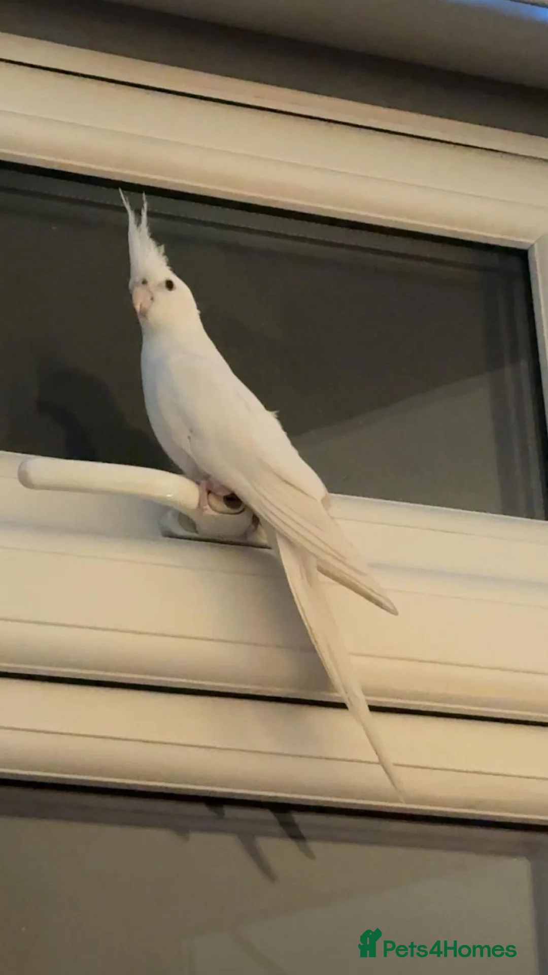Cockatiels birds for sale: Albino Cockatiel For Sale - Advert 5