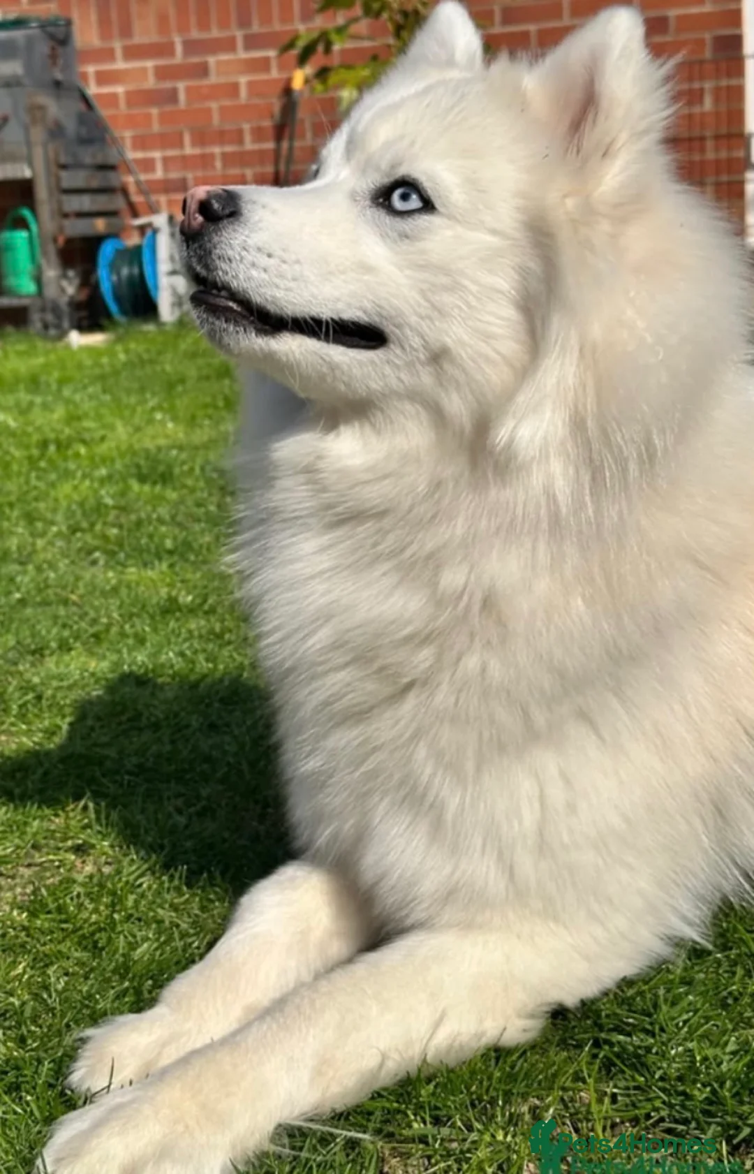 Pomsky dogs for sale: Last gorgeous boy left f3 pomsky - Advert 25