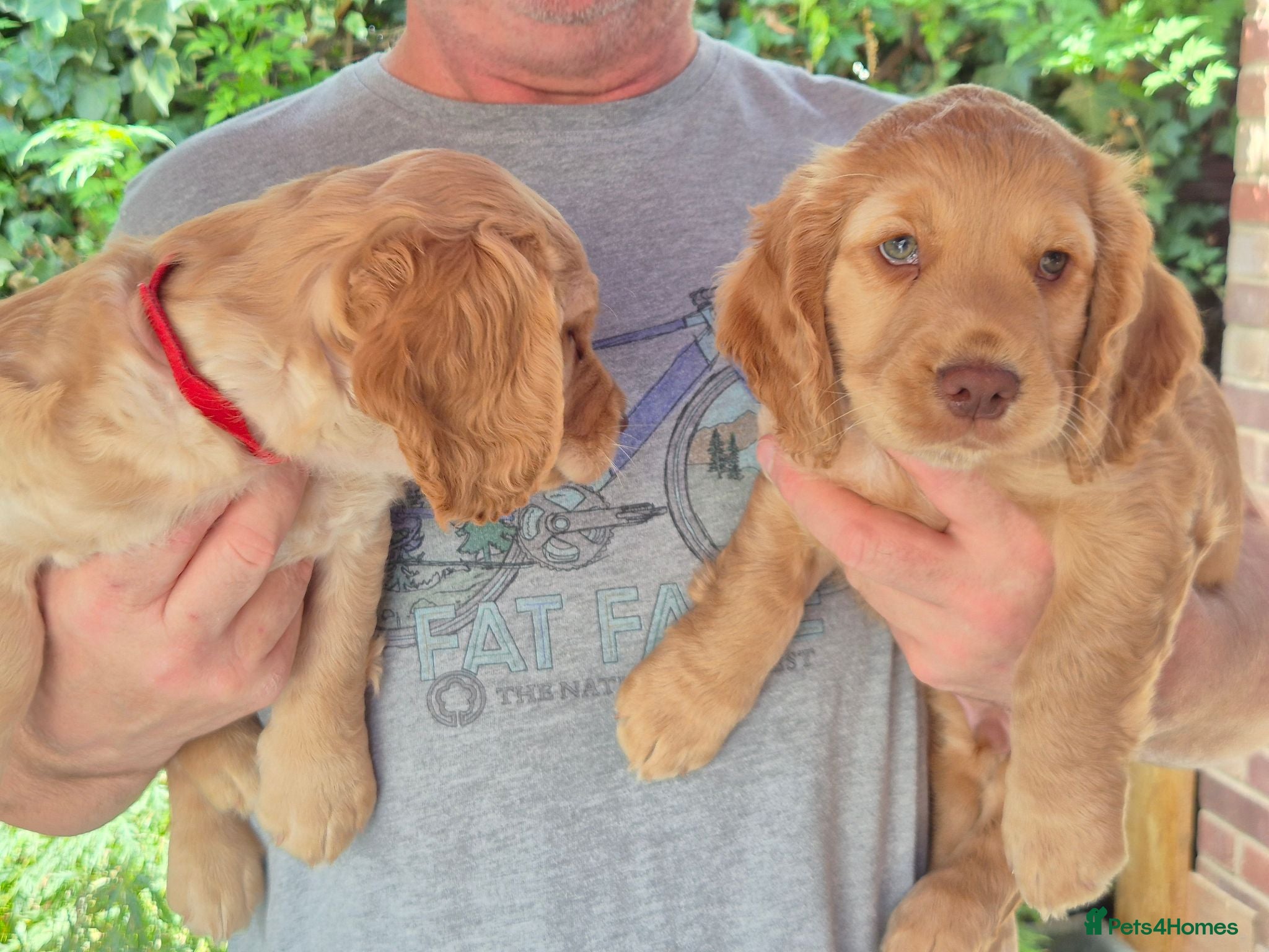 Cocker Spaniel dogs KC REGISTERED WORKING COCKER SPANIEL PUPPIES  - Advert 2