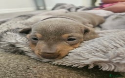 Miniature Dachshund dogs for sale: Miniature Dachshunds For Sale - Image 10