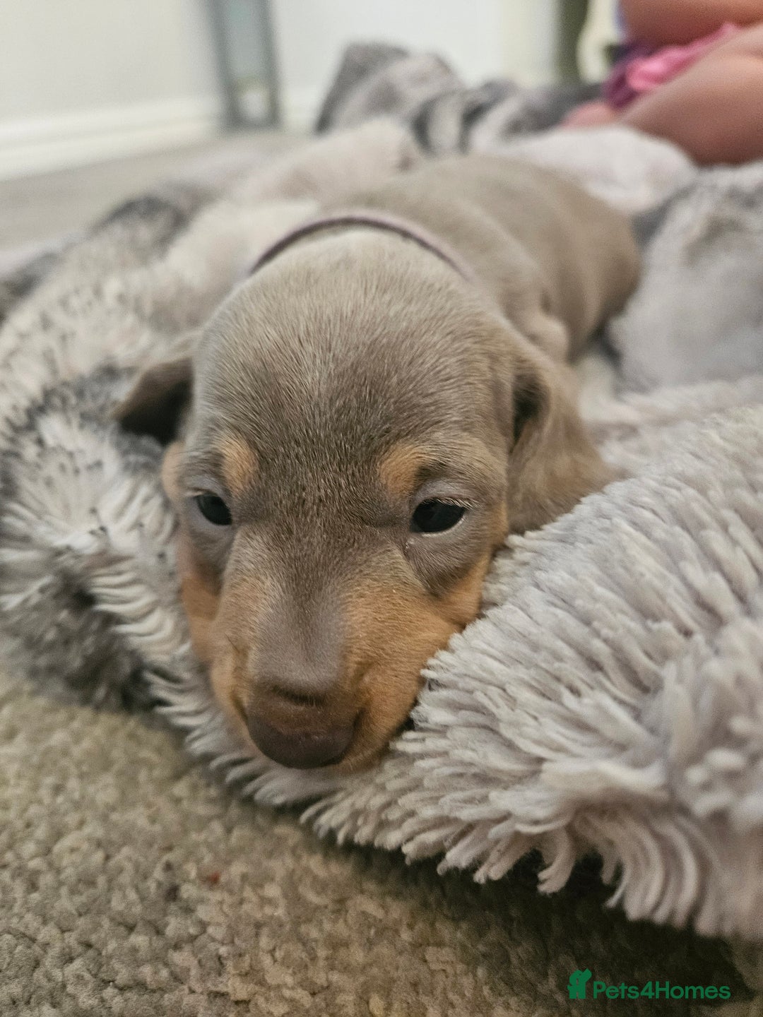 Miniature Dachshund dogs for sale: Miniature Dachshunds For Sale - Image 10