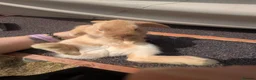 Mini Lop rabbits for sale: Mini lops  - Advert 5