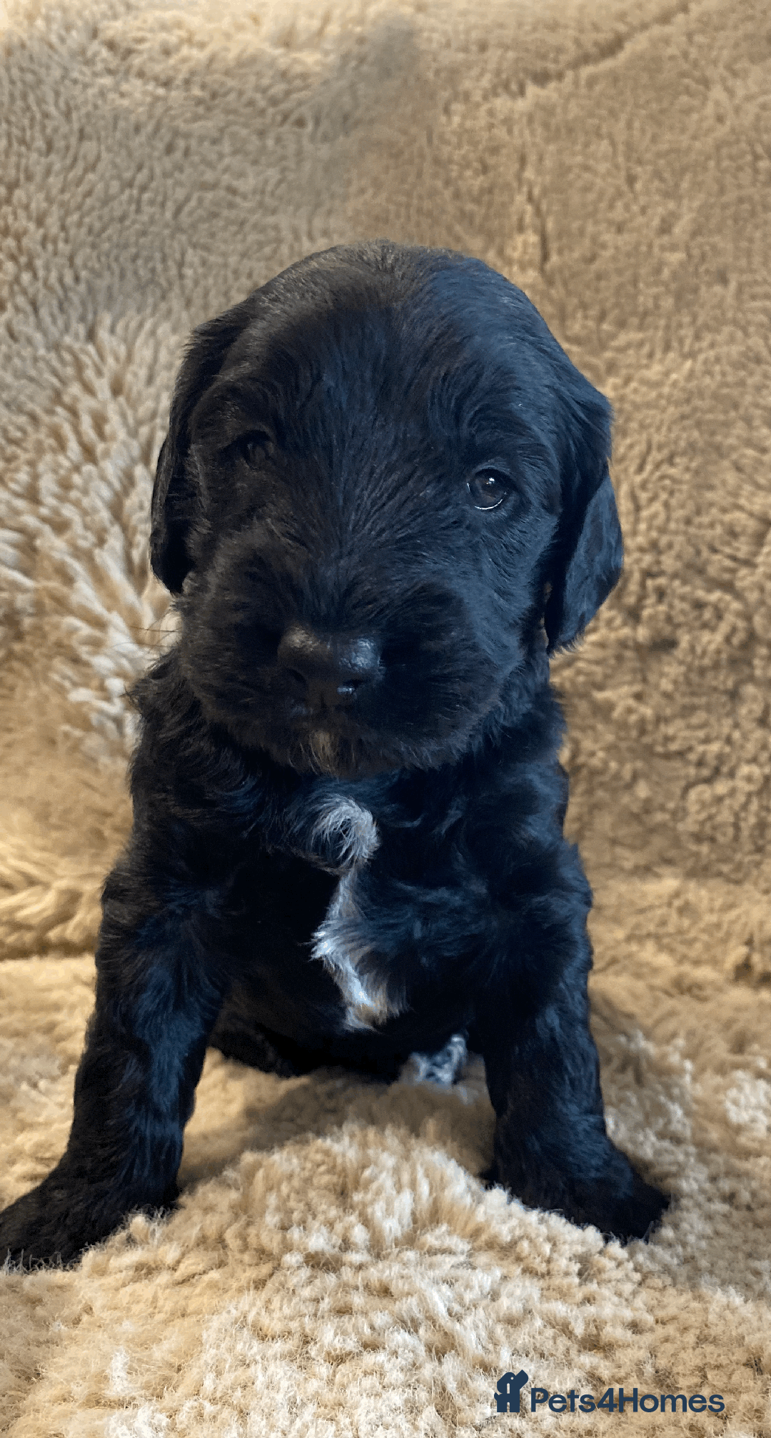 Cockapoo dogs for sale: cockapoo F1 - Image 27