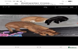 Mixed Breed dogs for sale: Rottweiler/Mastiff  - Advert 7