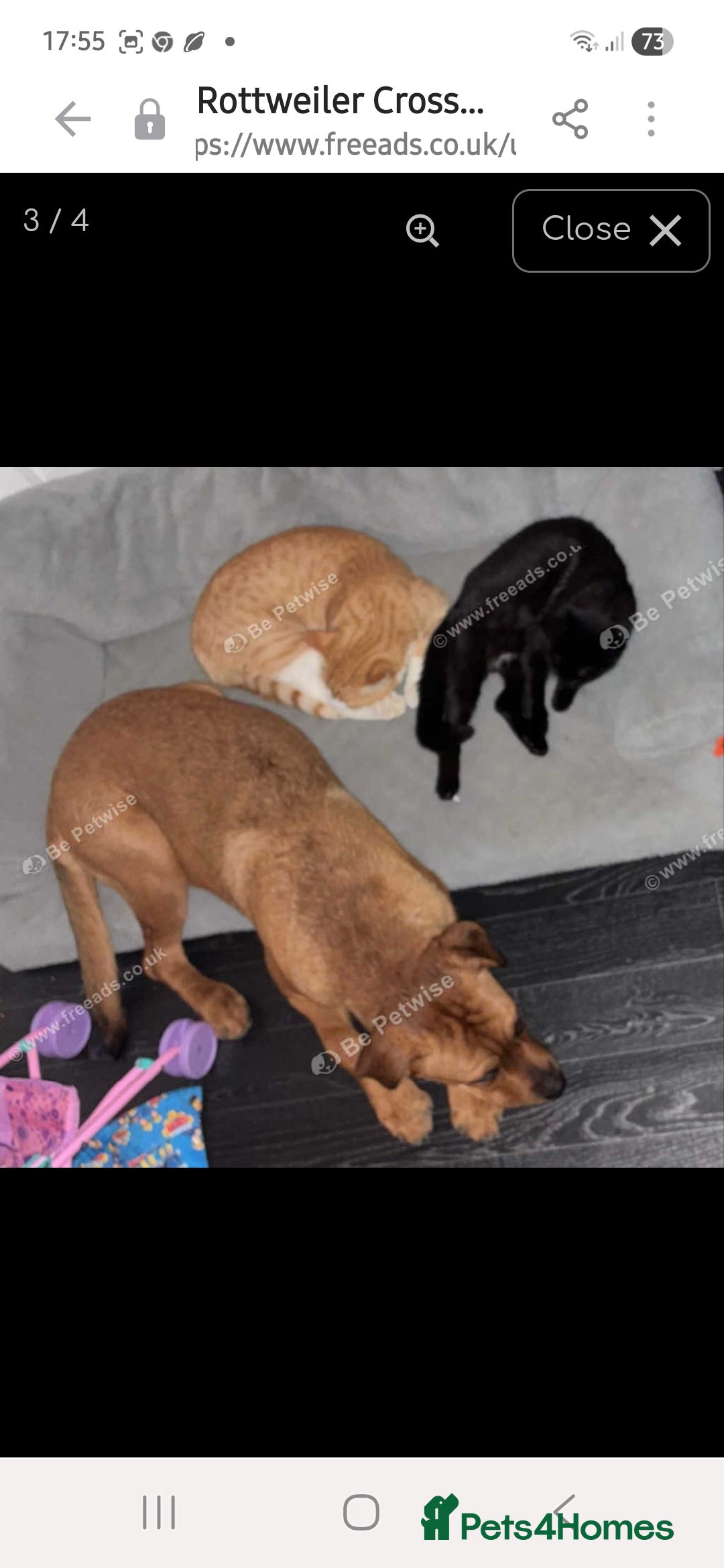 Mixed Breed dogs for sale: Rottweiler/Mastiff  - Advert 7