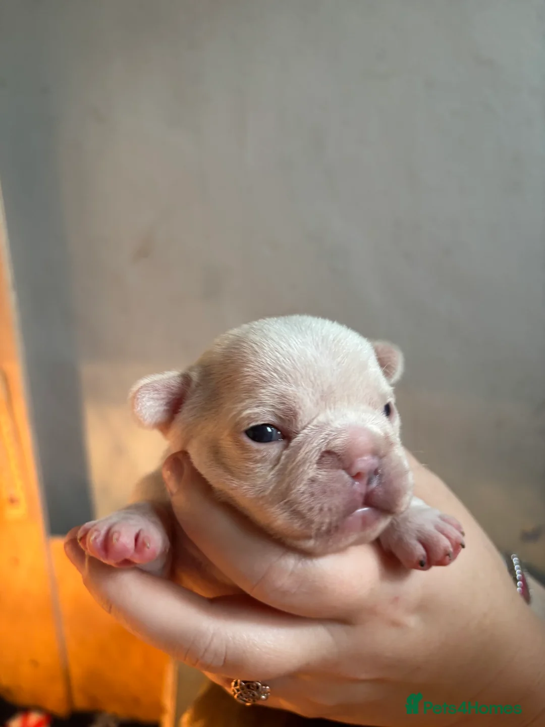 French Bulldog dogs for sale: French bulldog puppies - Advert 28