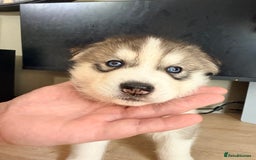 Siberian Husky dogs for sale: SIBERIAN HUSKY  - Image 15