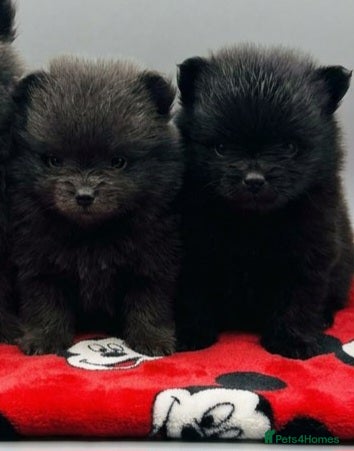 Pomeranian dogs for sale: Mini pomeranian puppies excel Russian bloodlines - Advert 9