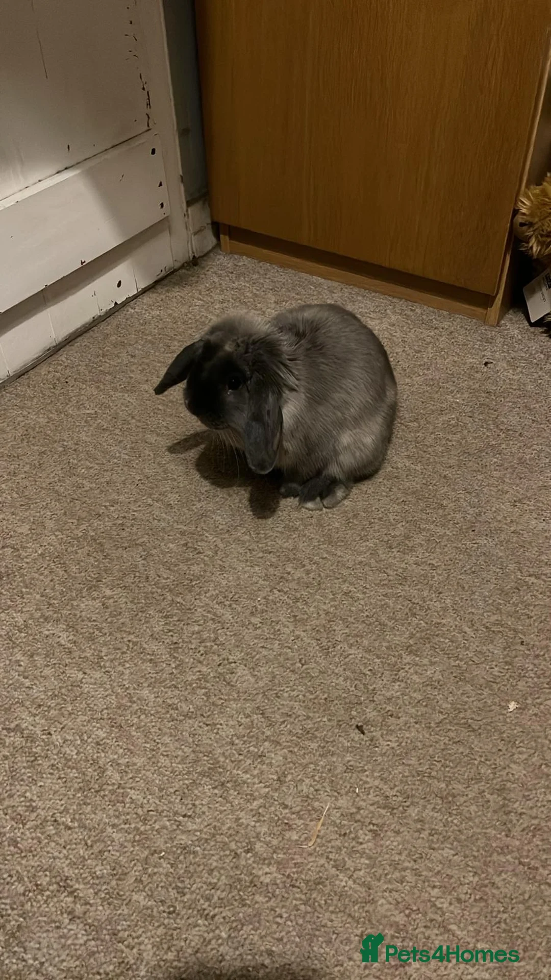 Mini Lop rabbits for sale: Mini Loop  in Brockenhurst - Advert 2