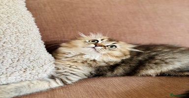 Scottish Fold cats - Advert 5